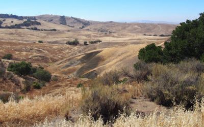 Adaptive Planned Grazing Reduces Fire Fuel Load – Profiles in Land and Management