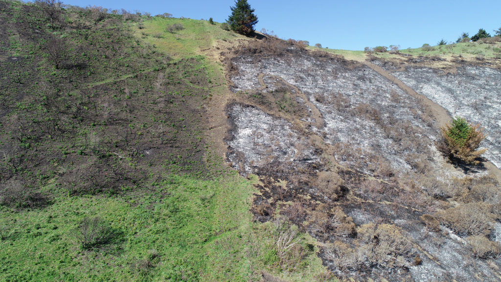 Drone photo of burn areas on TomKat Ranch