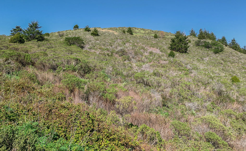Brush covered hill on TomKat Ranch
