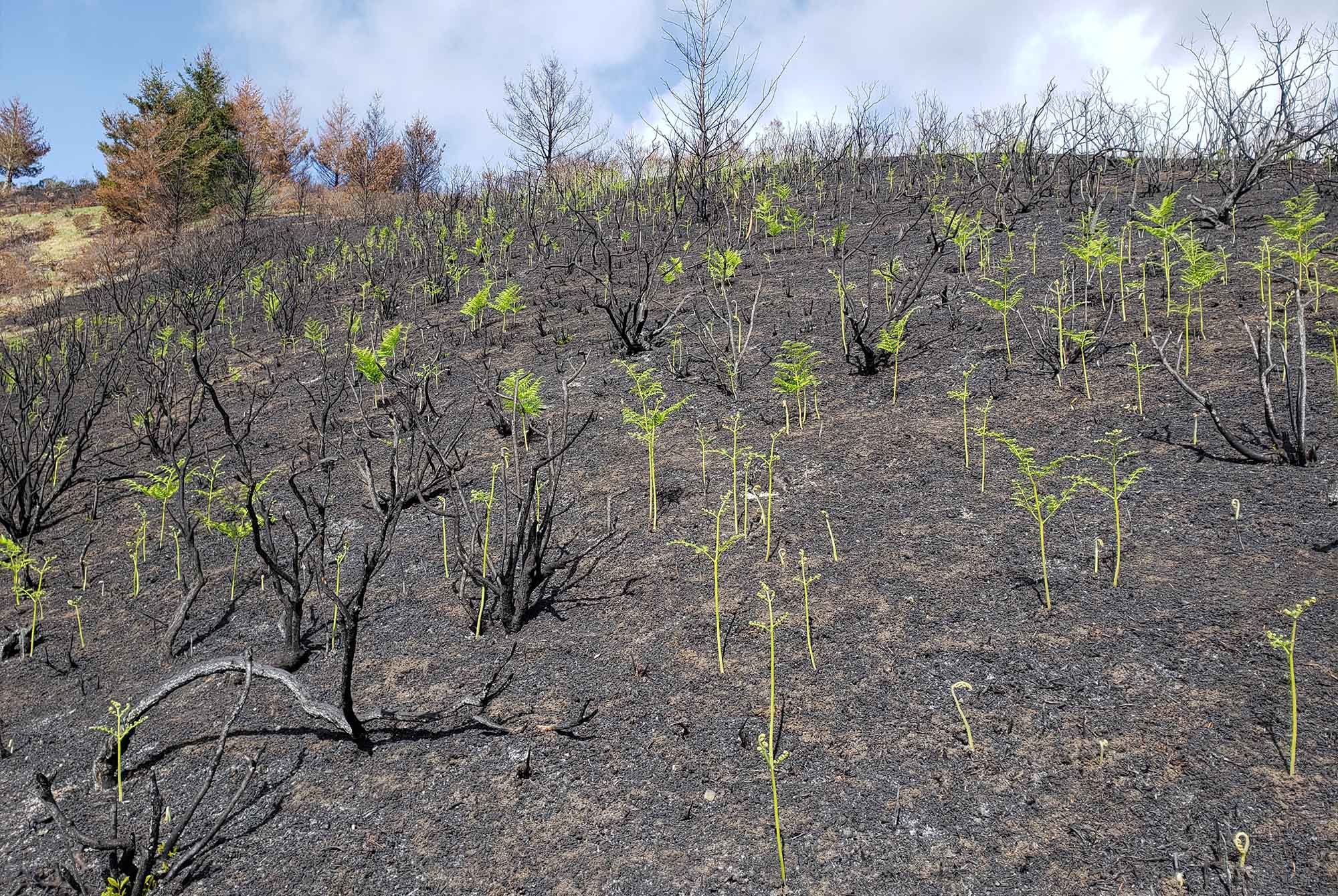 Surviving Coastal Wood Fern (Dryopteris arguta) reaching up from the burn scar.