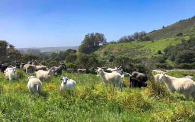 The TomKat Ranch Grazing Plan Goes Multispecies – Welcome Goats!