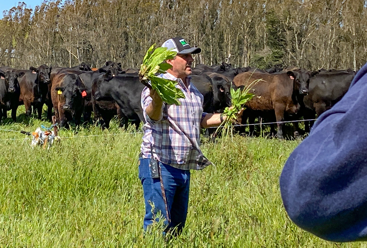 Loren Poncia shows the EcoFarm attendees different forage examples at Stemple Creek Ranch