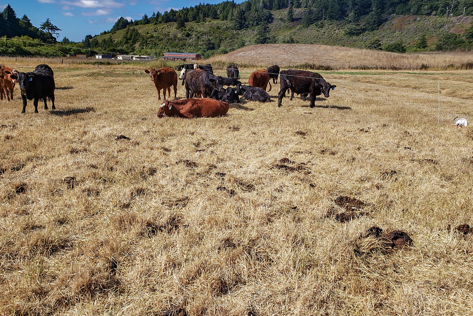 Cows lying in hayfield