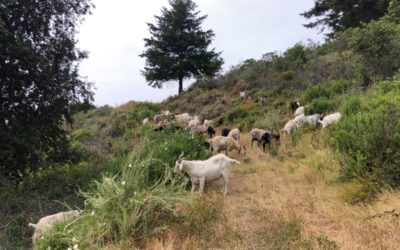 Small Ruminant Assistant needed