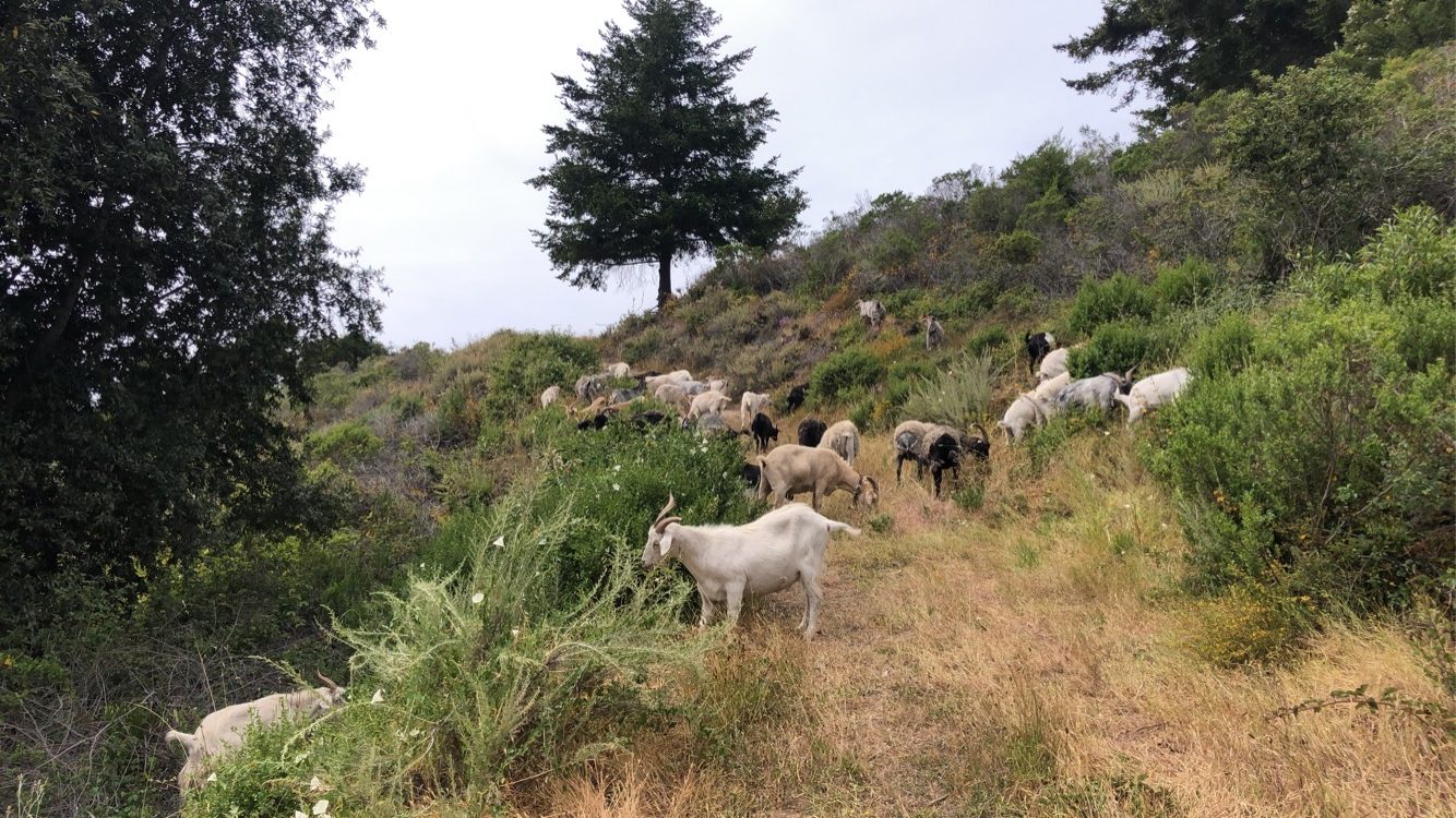Goats at TomKat Ranch