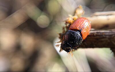 So Many Reasons To Like Dung Beetles