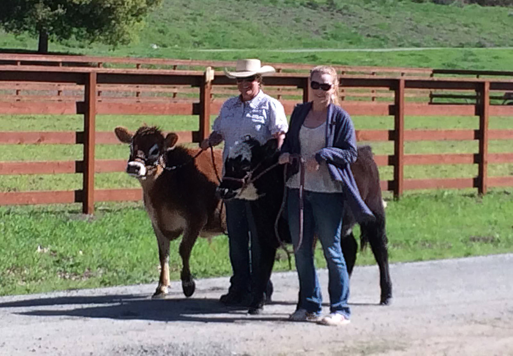 Picture of Stacy and Heather walking Freddy the calf and Emily the calf down the road at TomKat Ranch