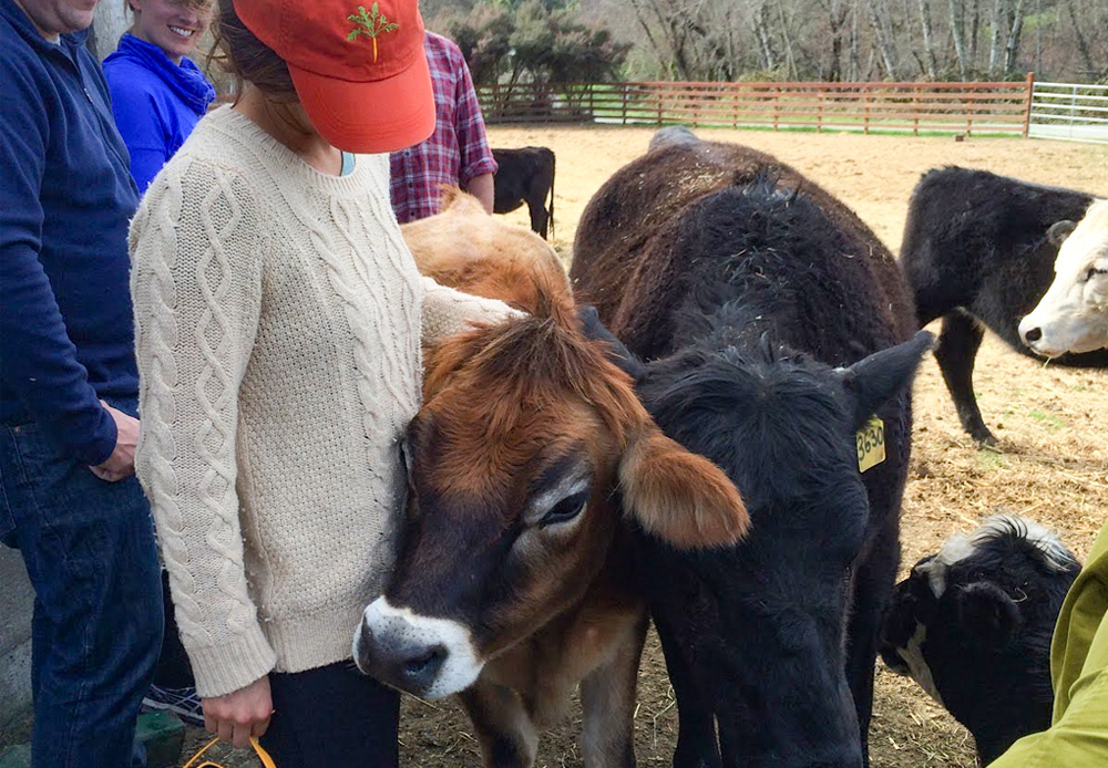 Freddy the cow getting some pets from a visitor at TomKat Ranch
