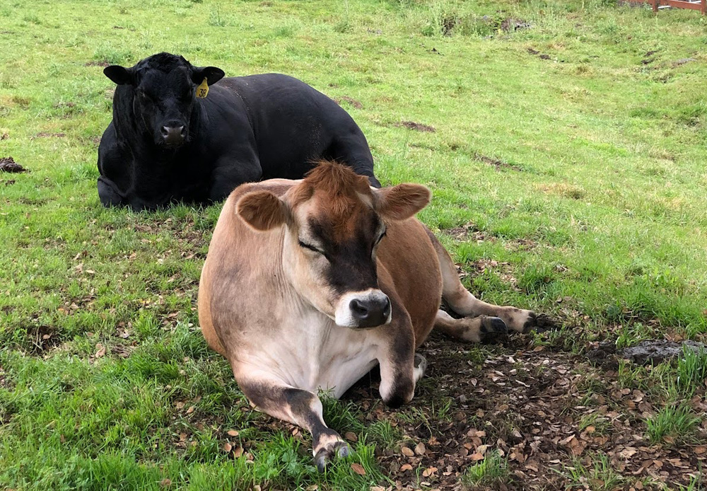 Freddy the cow lying on the ground with Bubha the bull at TomKat Ranch