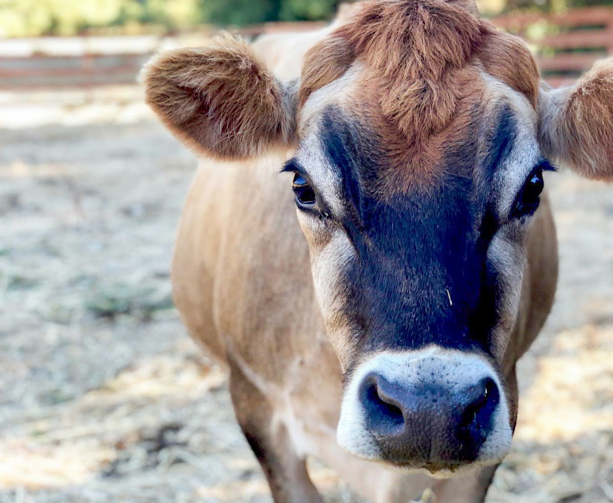 Picture of Freddy the Cow at TomKat Ranch