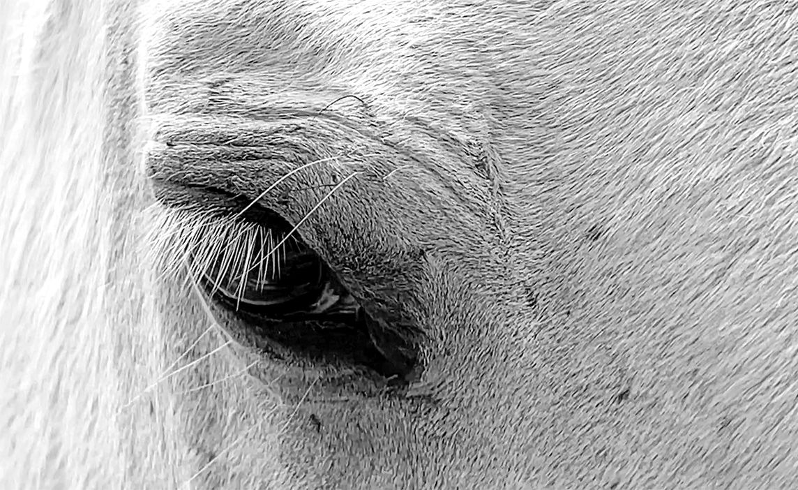 Close up of horse's eye - TomKat Ranch