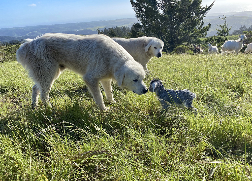 TKREF Picture of the Month - Guardian dogs with newborn kid by Kim Kitchener