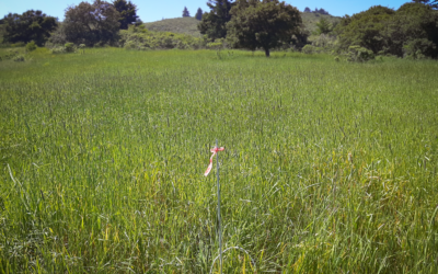 Making a “Natural Experiment” on the Ranch