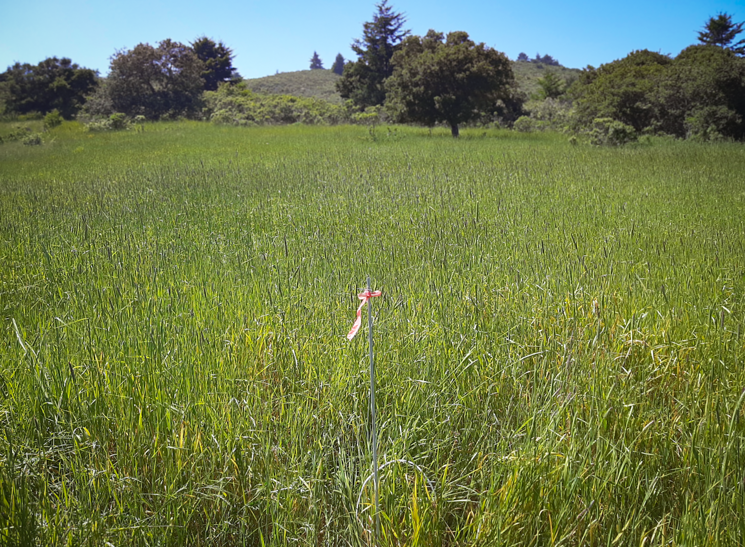 A Patch of Harding Grass on an East Facing Slope of TomKat Ranch- Dakota Glueck