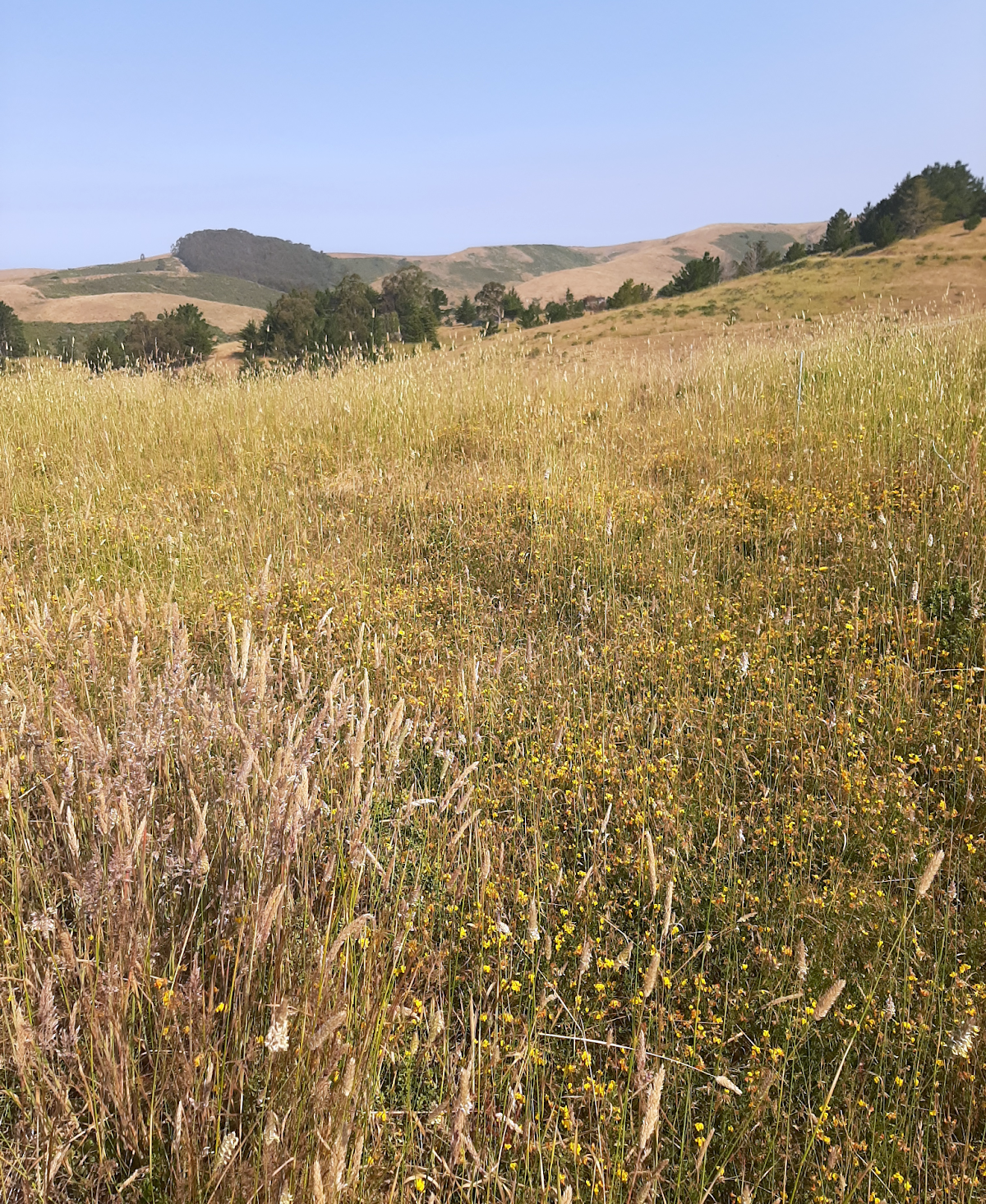 Bird's Foot Trefoil Coming Through the Grass TomKat Ranch- Dakota Glueck