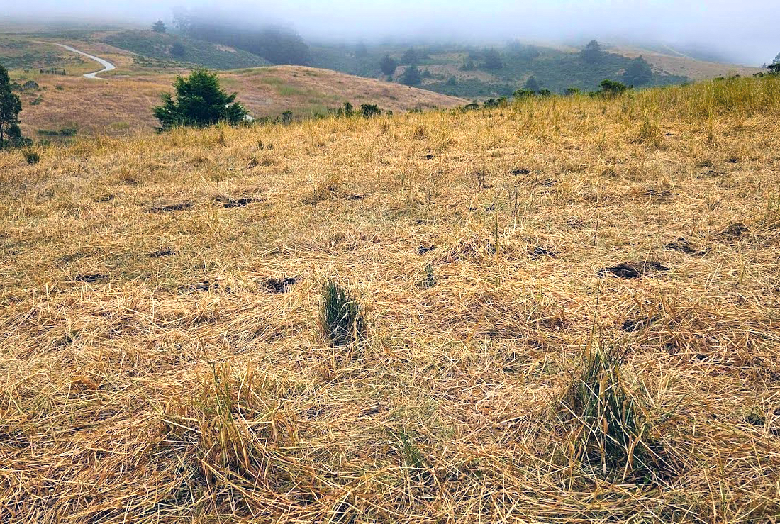 Effectively grazed pasture where the grasses are grazed or trampled to cycle carbon, minerals, and nutrients to protect the soil microbial life from ultraviolet rays and drying out