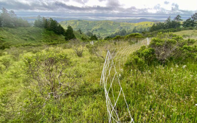 Grazing for Biodiversity