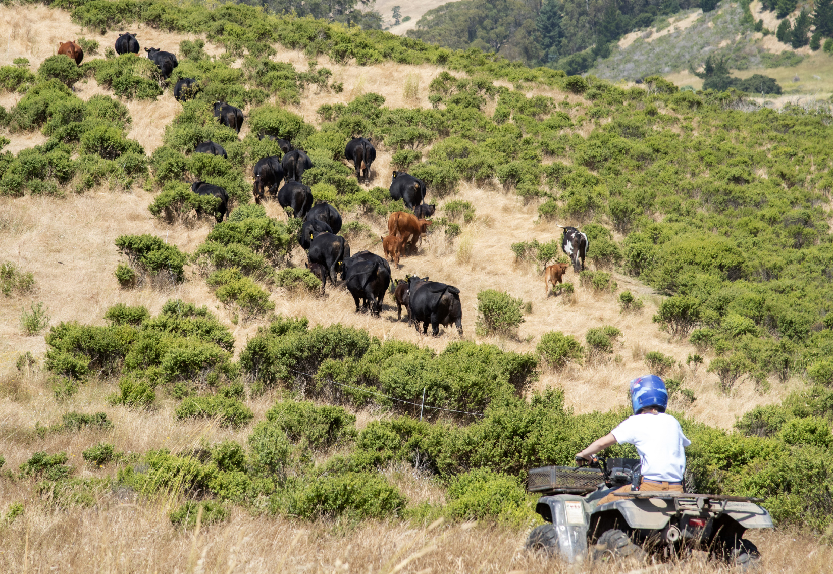 Cattle drive through the brush on TomKat Ranch