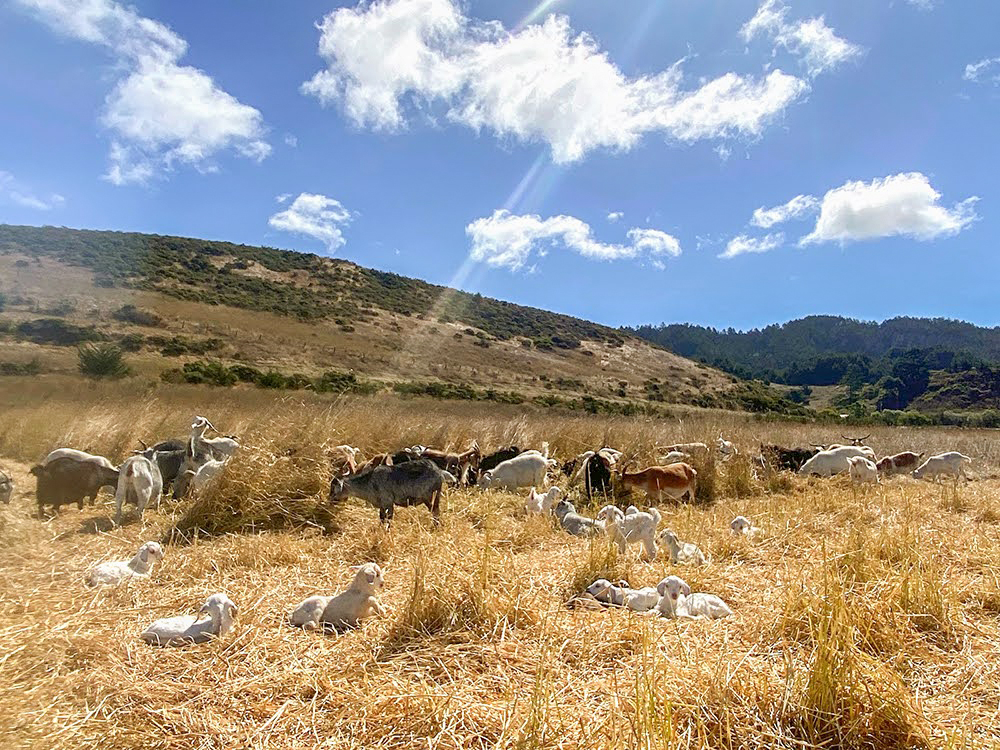 Goats at Fifth Crow Farm grazing to increase diversity and reduce fuel loads on a field dominated by Harding grass.<br />
Photo by Kim Kitchener