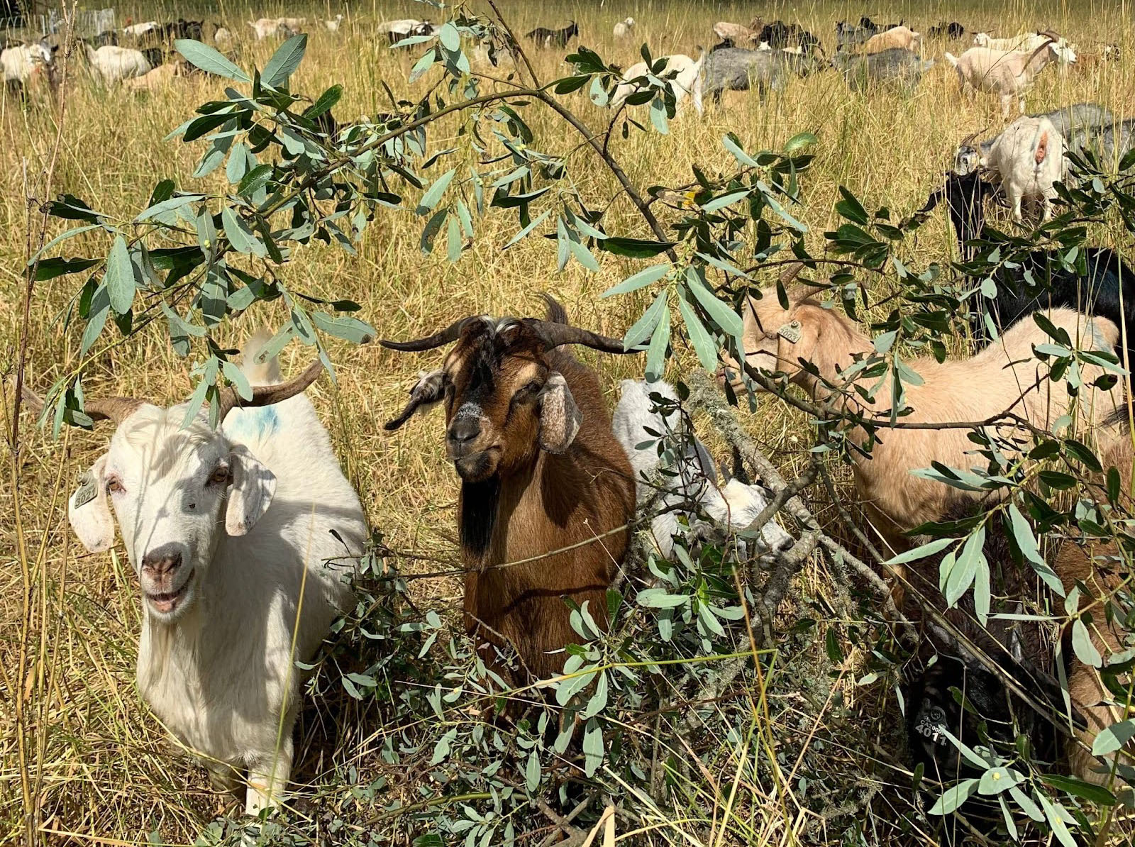 Goats grazing at TomKat Ranch