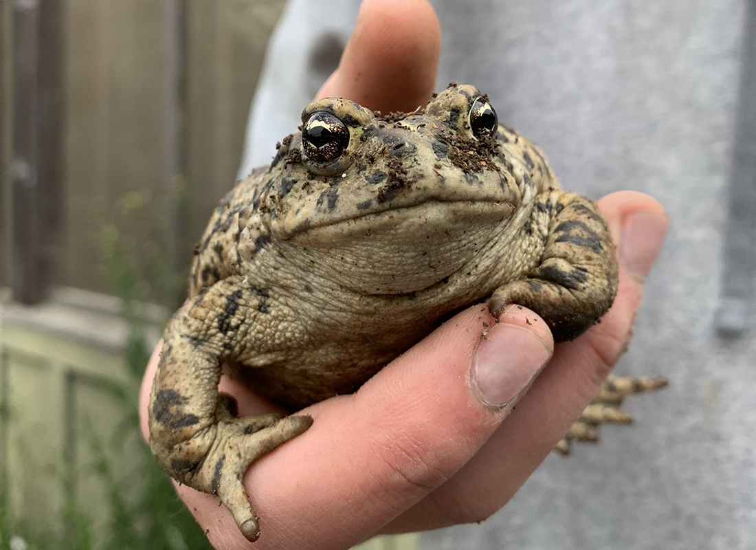 California Toad at TomKat Ranch. Photo by Izzy Sonnet