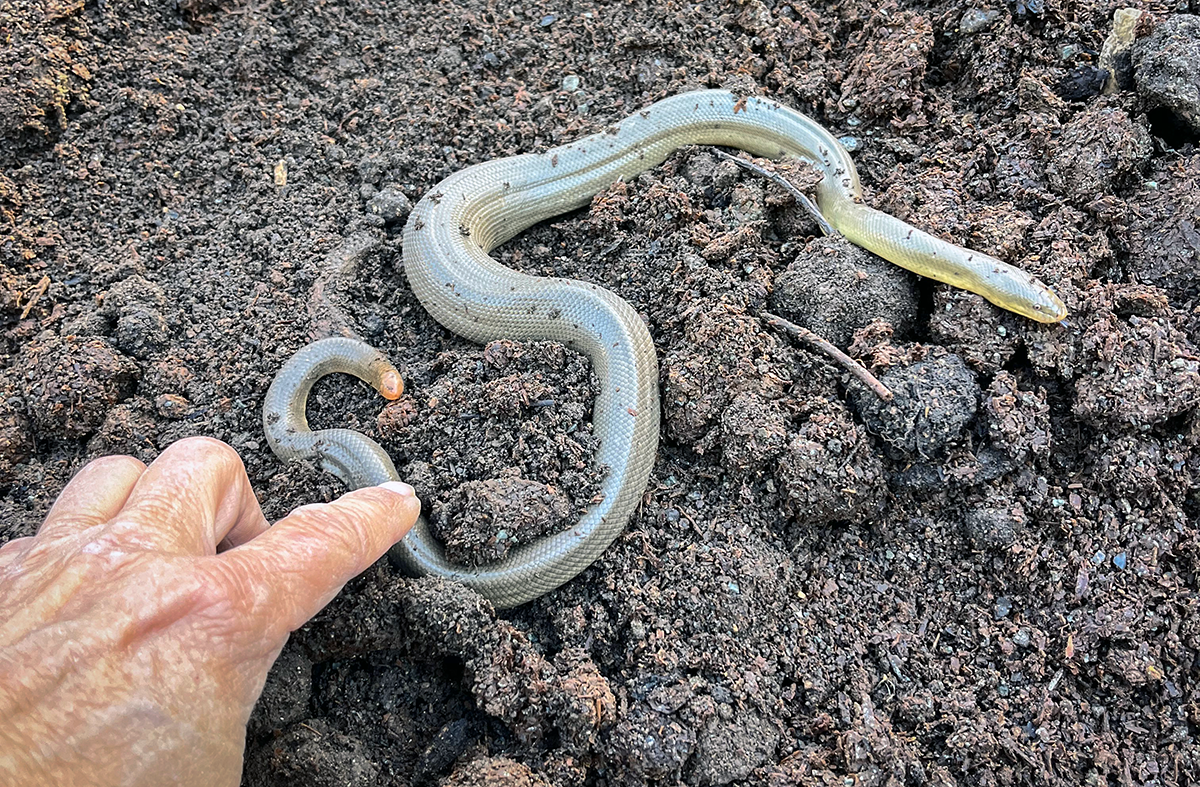 California Northern Boa Constrictor at TomKat Ranch