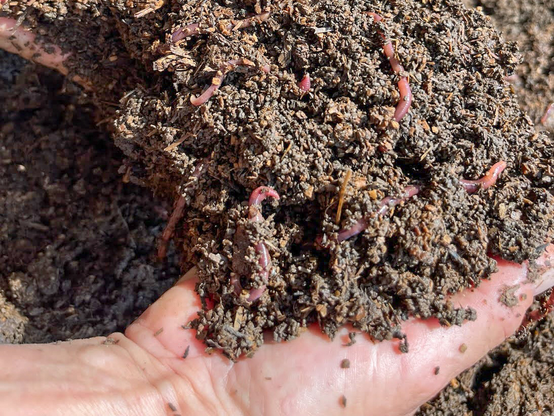 Red wigglers working organic materials