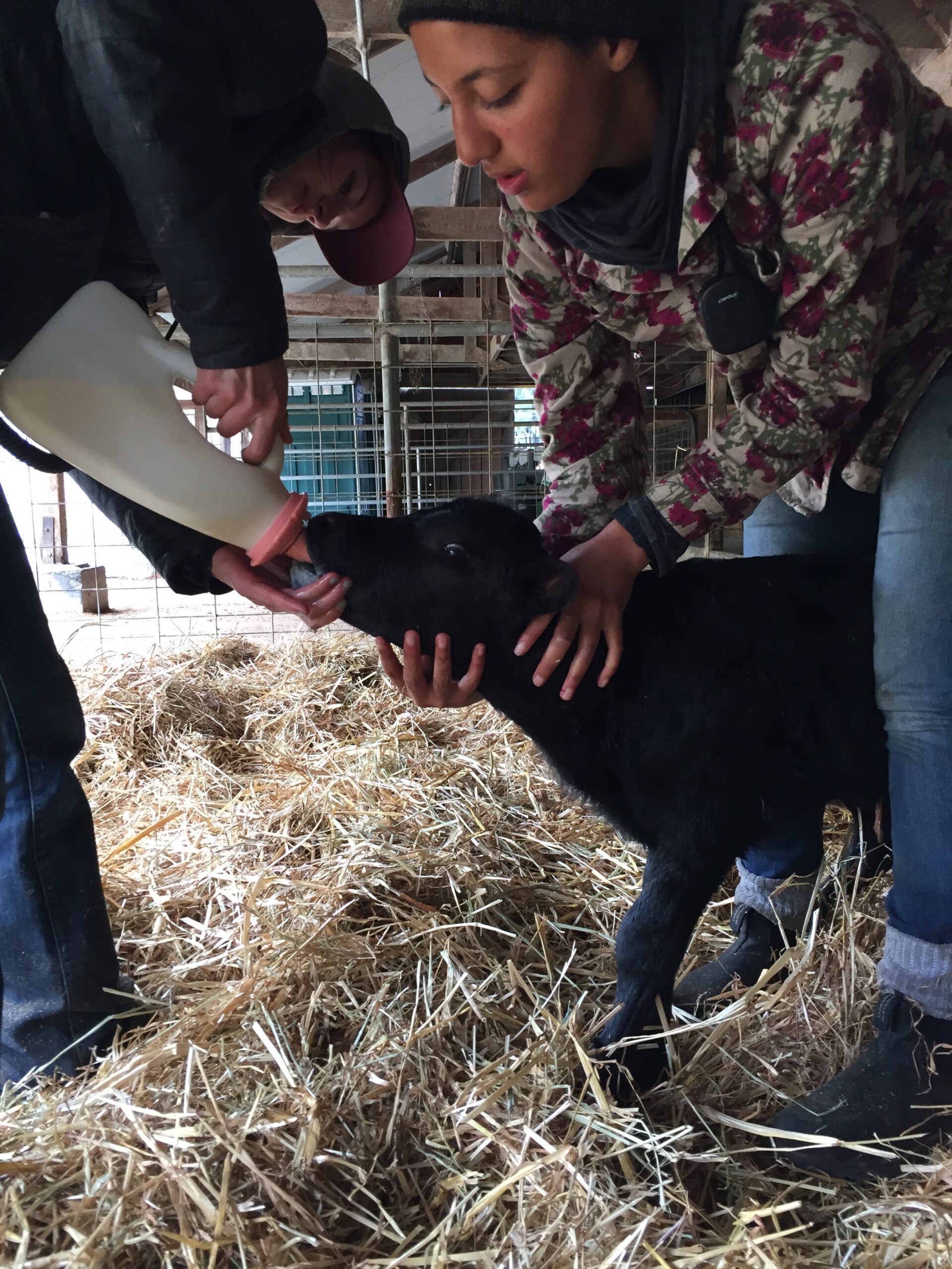 Anna Brown feeding a shunned calf.