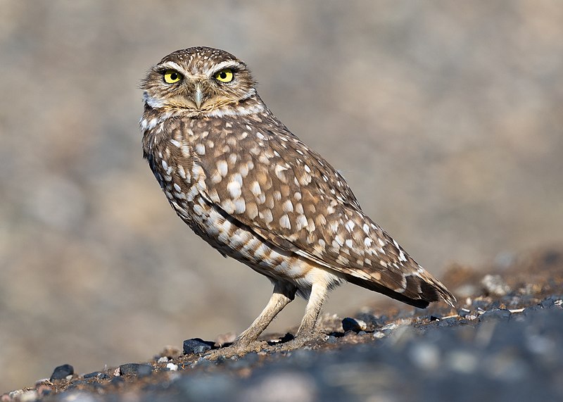 Western Burrowing Owl - Glenn County