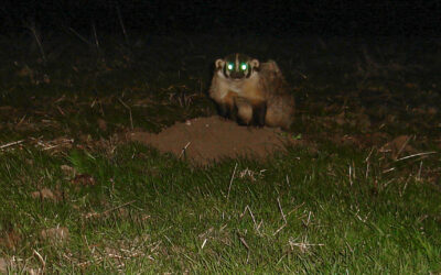 Badgers and Burrowing Owls