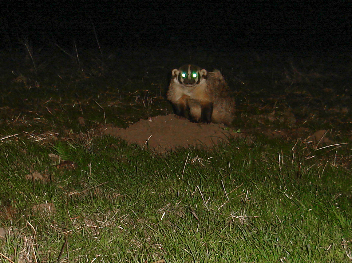 Badger Photo by Ken Hickman.